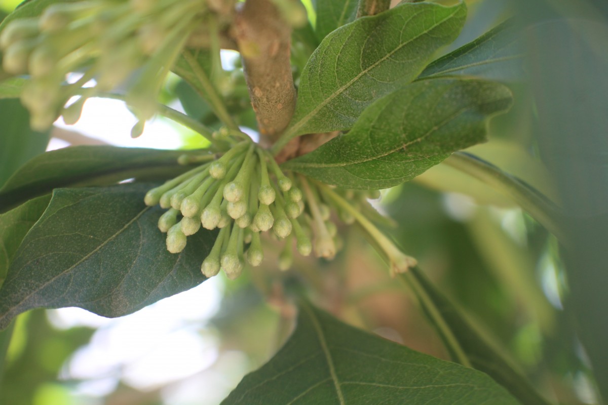 Iochroma arborescens (L.) J.M.H.Shaw